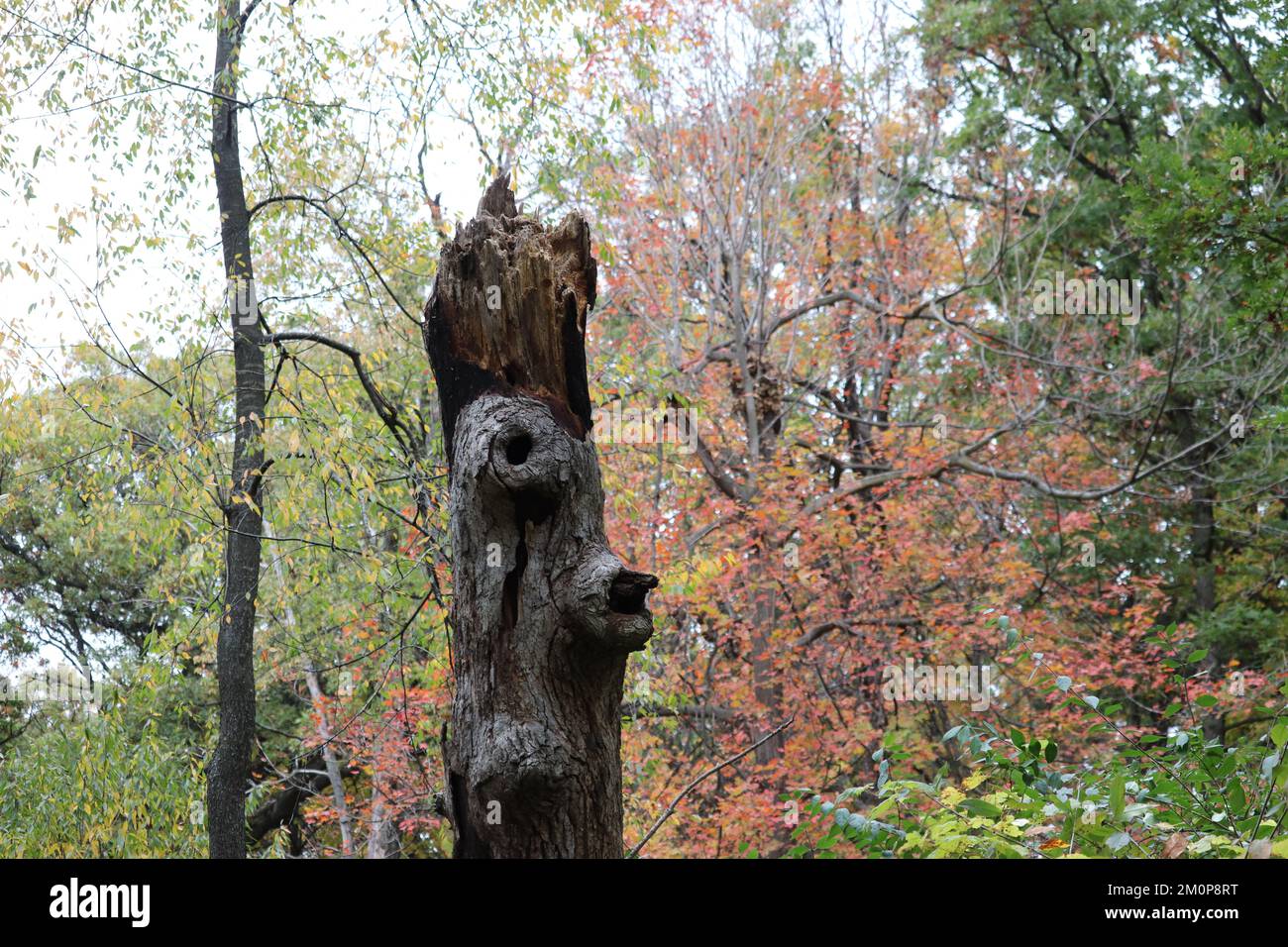 A beautiful shot of a tree in a forest during the day Stock Photo - Alamy