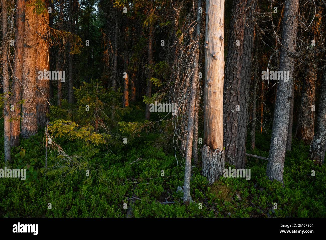 Summery and lush old-growth forest during a sunset near Hossa, Northern Finland Stock Photo