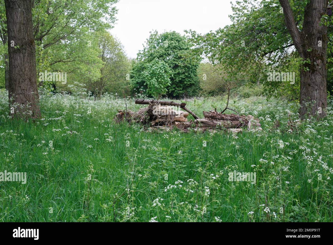 Woodland cow hi-res stock photography and images - Alamy