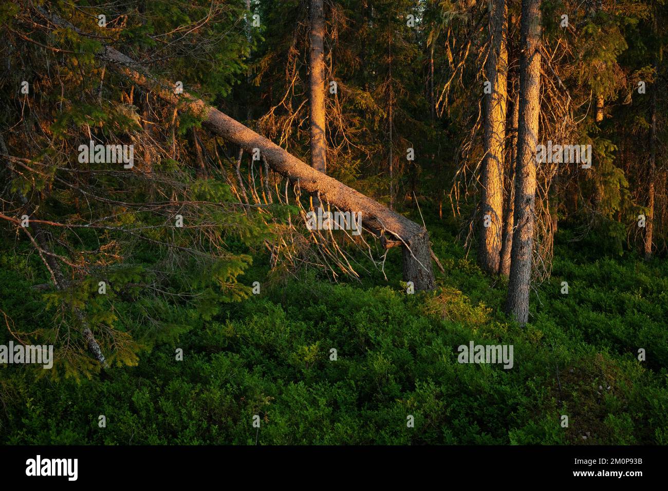 Summery and lush old-growth forest during a sunset near Hossa, Northern Finland Stock Photo
