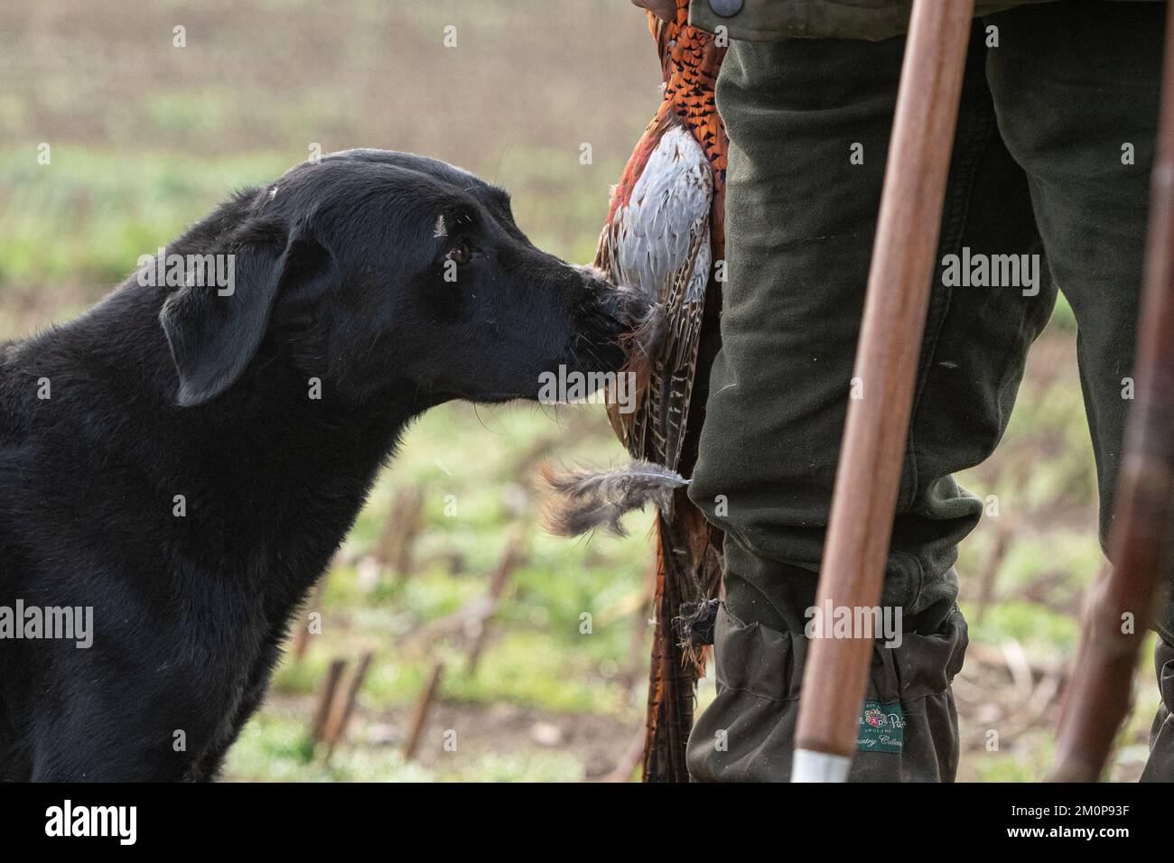 black labrador sniffing pheasant, Stock Photo