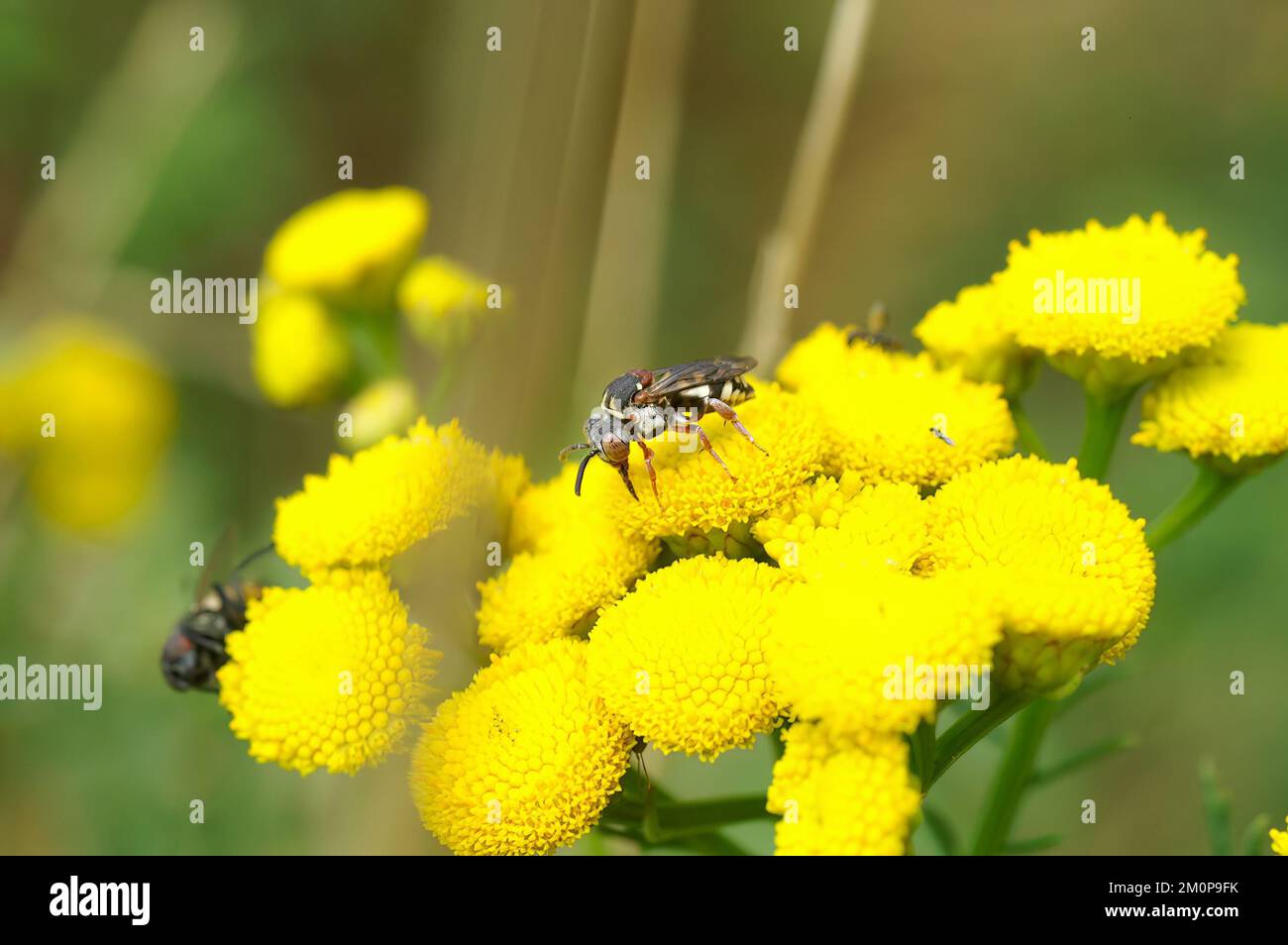A closeup of a rare solitary cuckoo bee on a vibrant yellow tansy flower in the wilderness Stock Photo