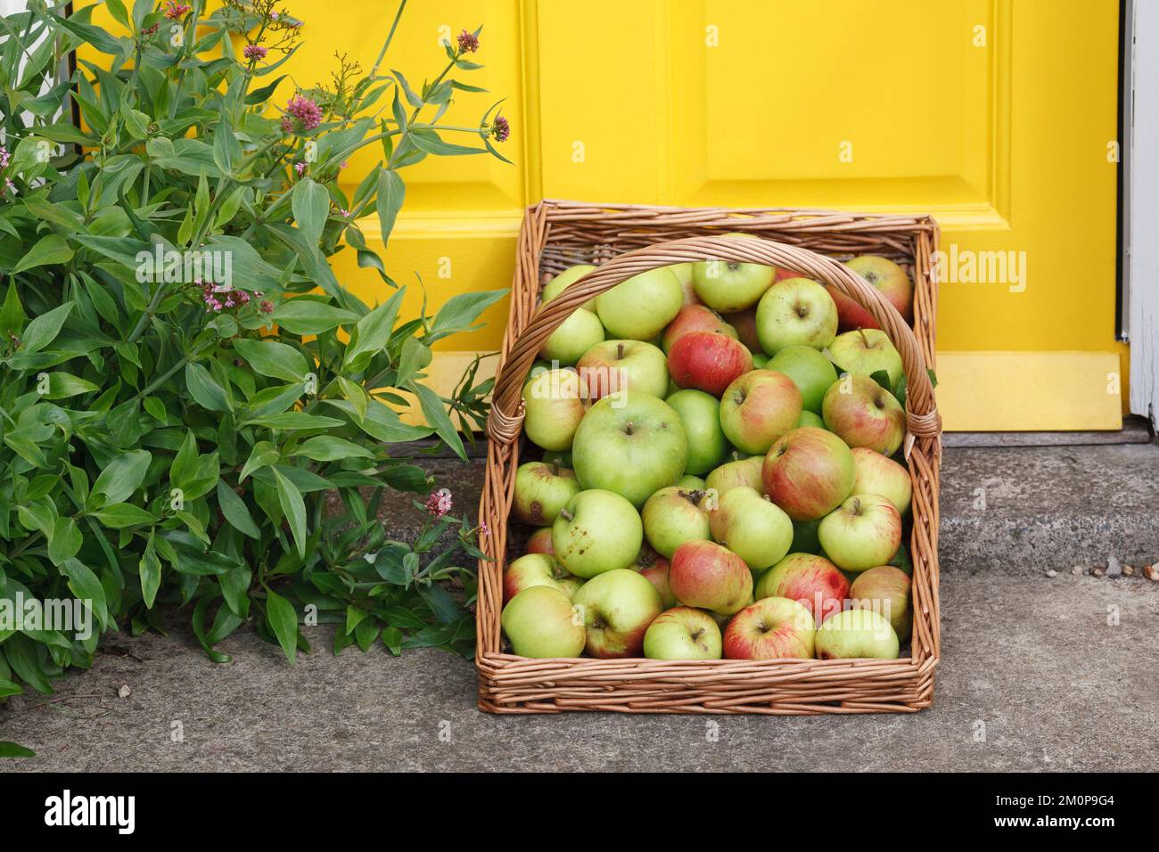 Malus domestica. Apples on the front doorstep. Stock Photo