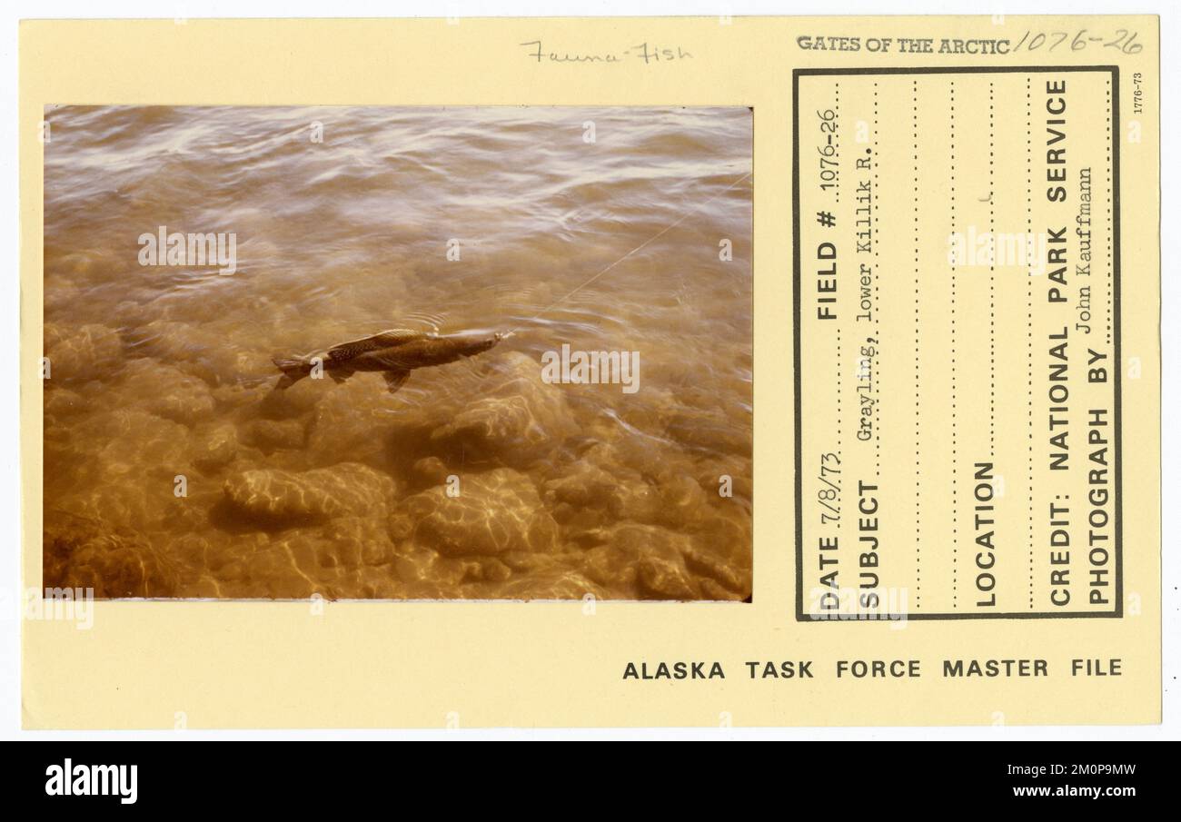 Grayling, lower Killik River. Alaska Task Force Photographs Stock Photo ...