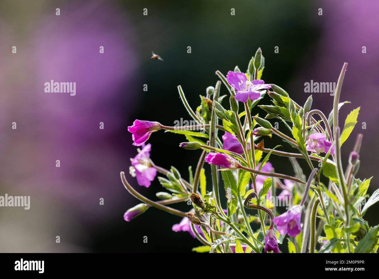 Close-up of a flowering pink Broad-leaved Willowherb on a summer day in Estonia, Northern Europe Stock Photo