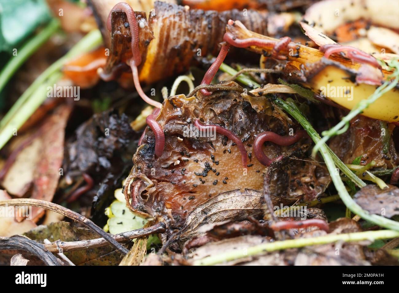 Eisenia fetida. Brandling worms on a comost heap. Stock Photo