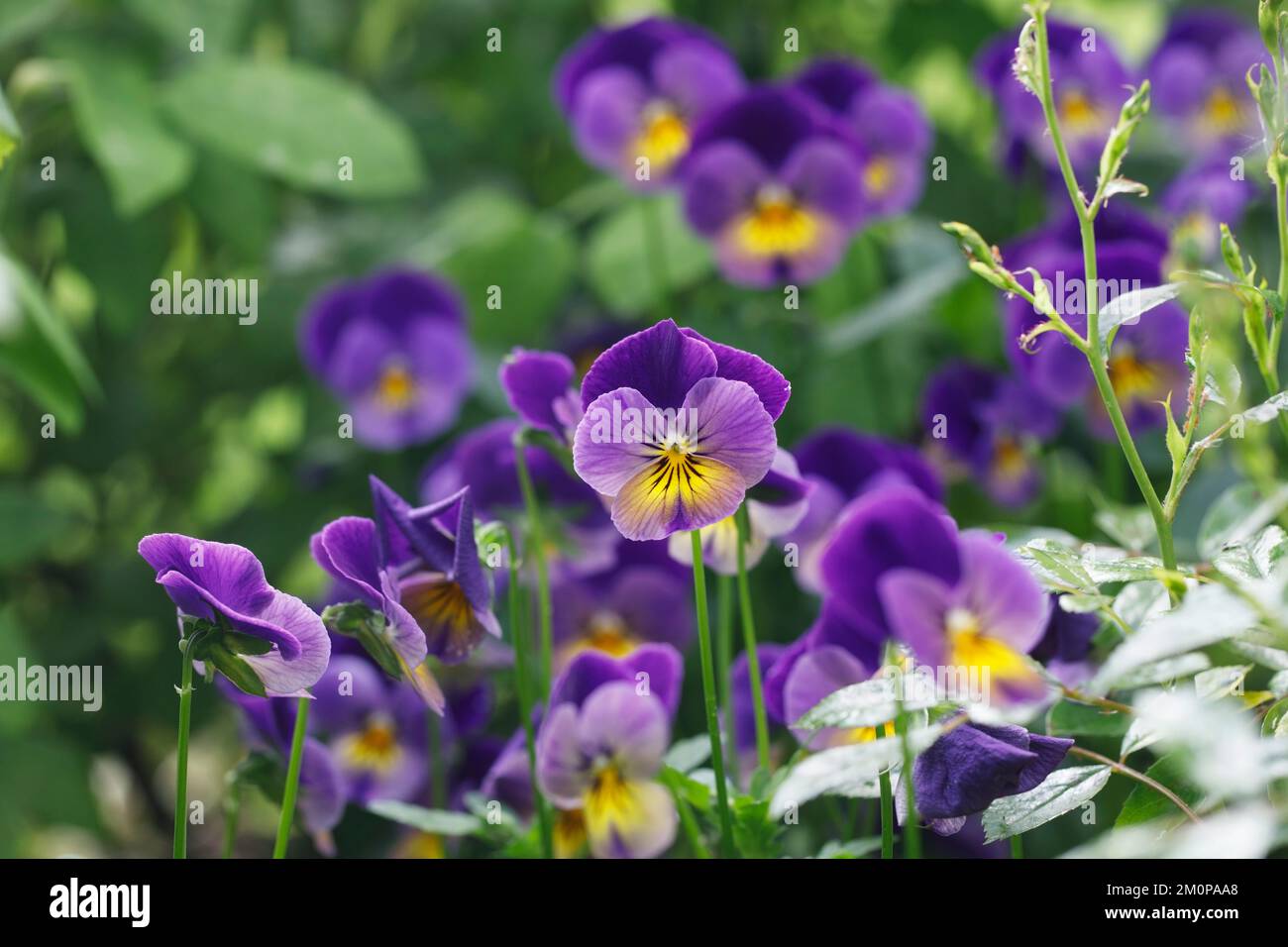 Violas in the garden Stock Photo Alamy