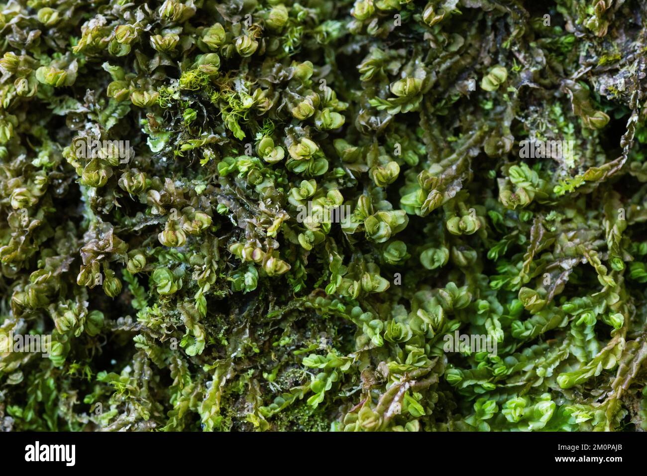 A macro shot of small Autumn flapwort growing in a keystone habitat in Estonia, Northern Europe Stock Photo