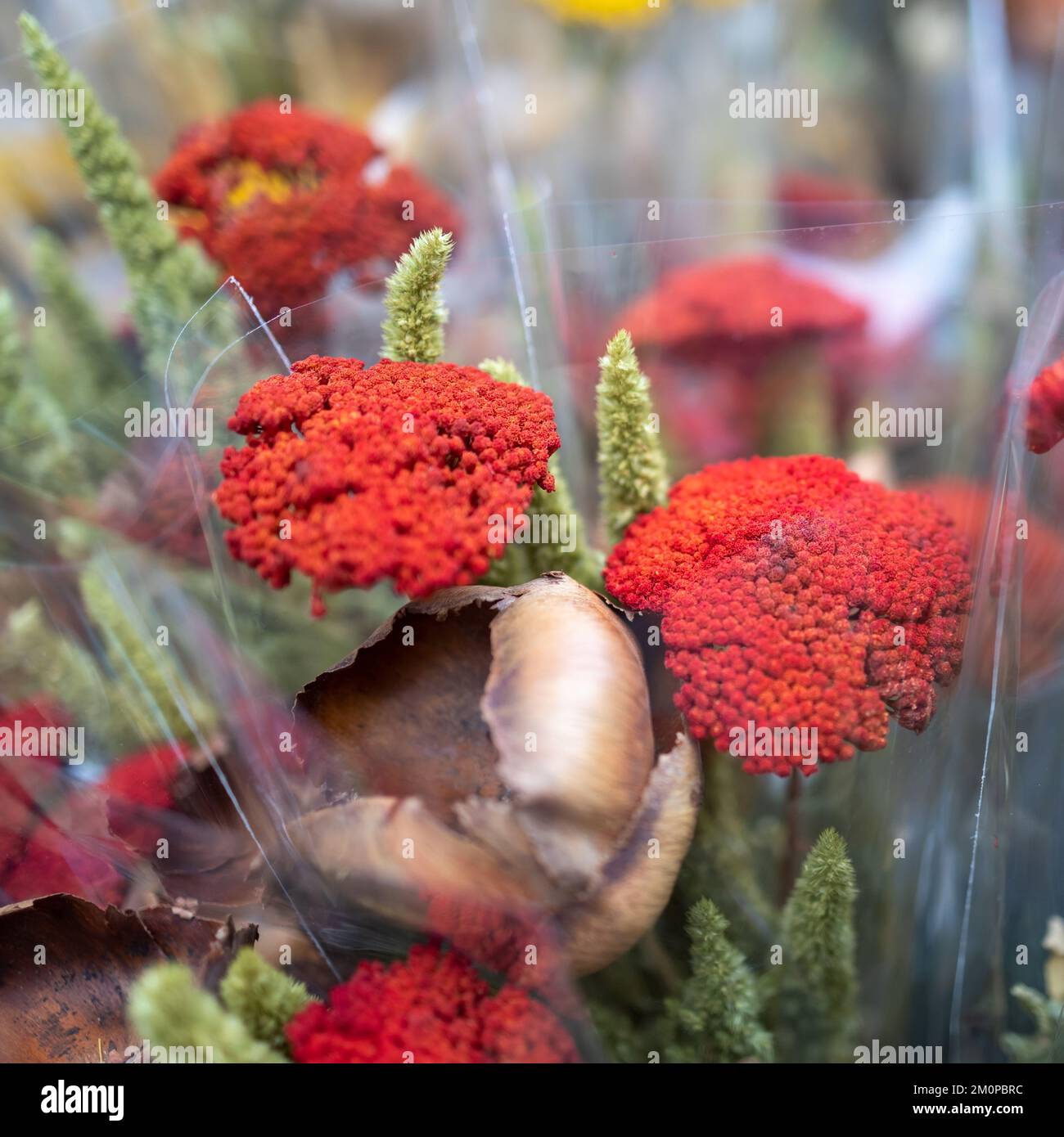 red painted yarrow in bouquets for various occasions and decoration Stock Photo