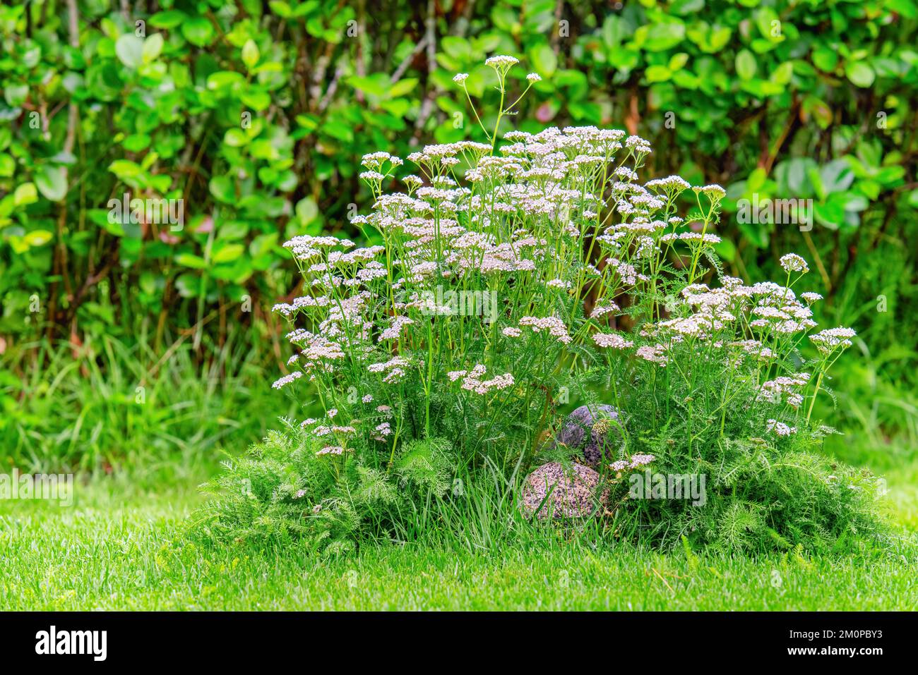 Small white wildflowers hi-res stock photography and images - Alamy