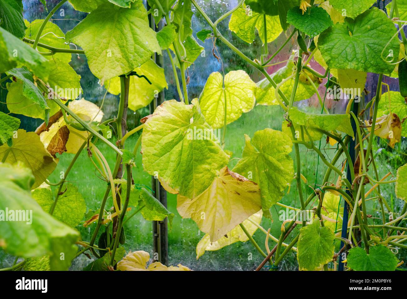 Many growing cucumber plants with yellow and green leaves affected by disease.Fungal or viral disease. Lack or excess of moisture and nutrients, close Stock Photo