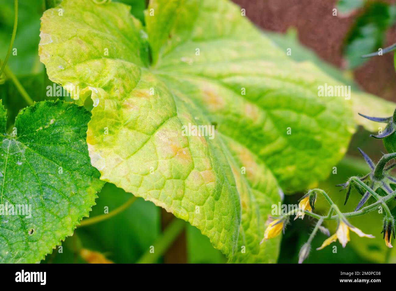 Fresh young tomato and cucumber green leaf affected by disease.Fungal or viral disease. Lack or excess of moisture and nutrients, close up photo Stock Photo