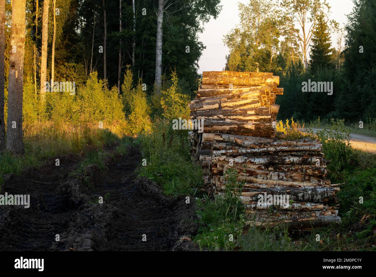 Aspen logs in pile hi-res stock photography and images - Alamy