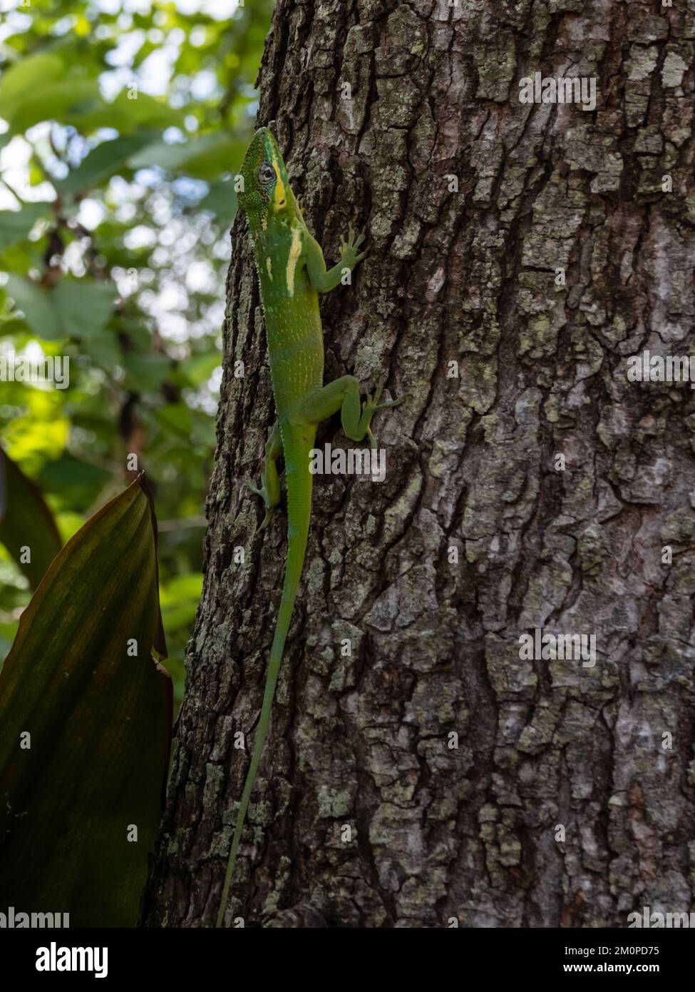 A knight anole, Anolis equestris, also known as Cuban knight anole or Cuban giant anole, resting on a tree. Stock Photo