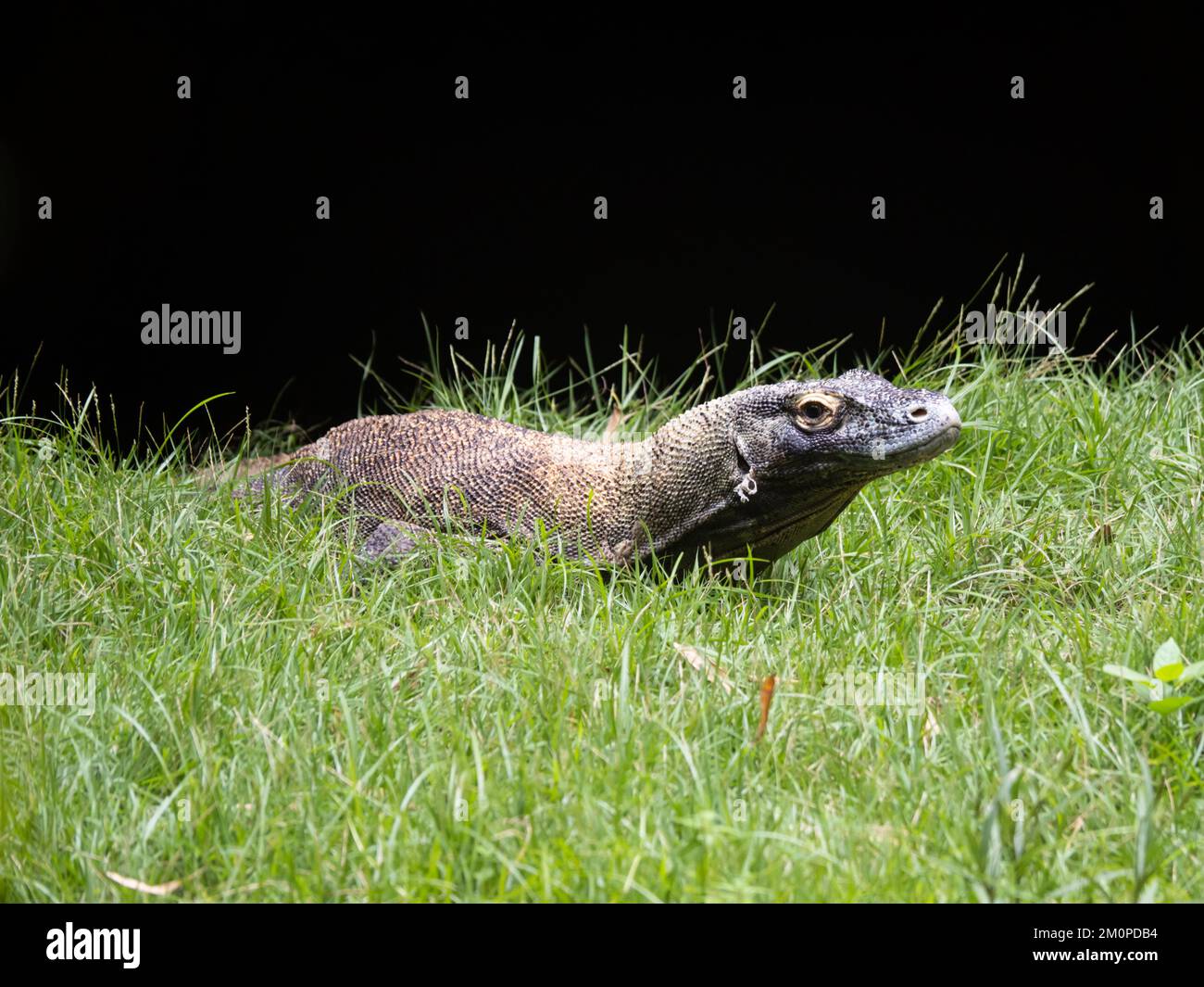 A Komodo dragon, Varanus komodoensis, also known as the Komodo monitor. Stock Photo