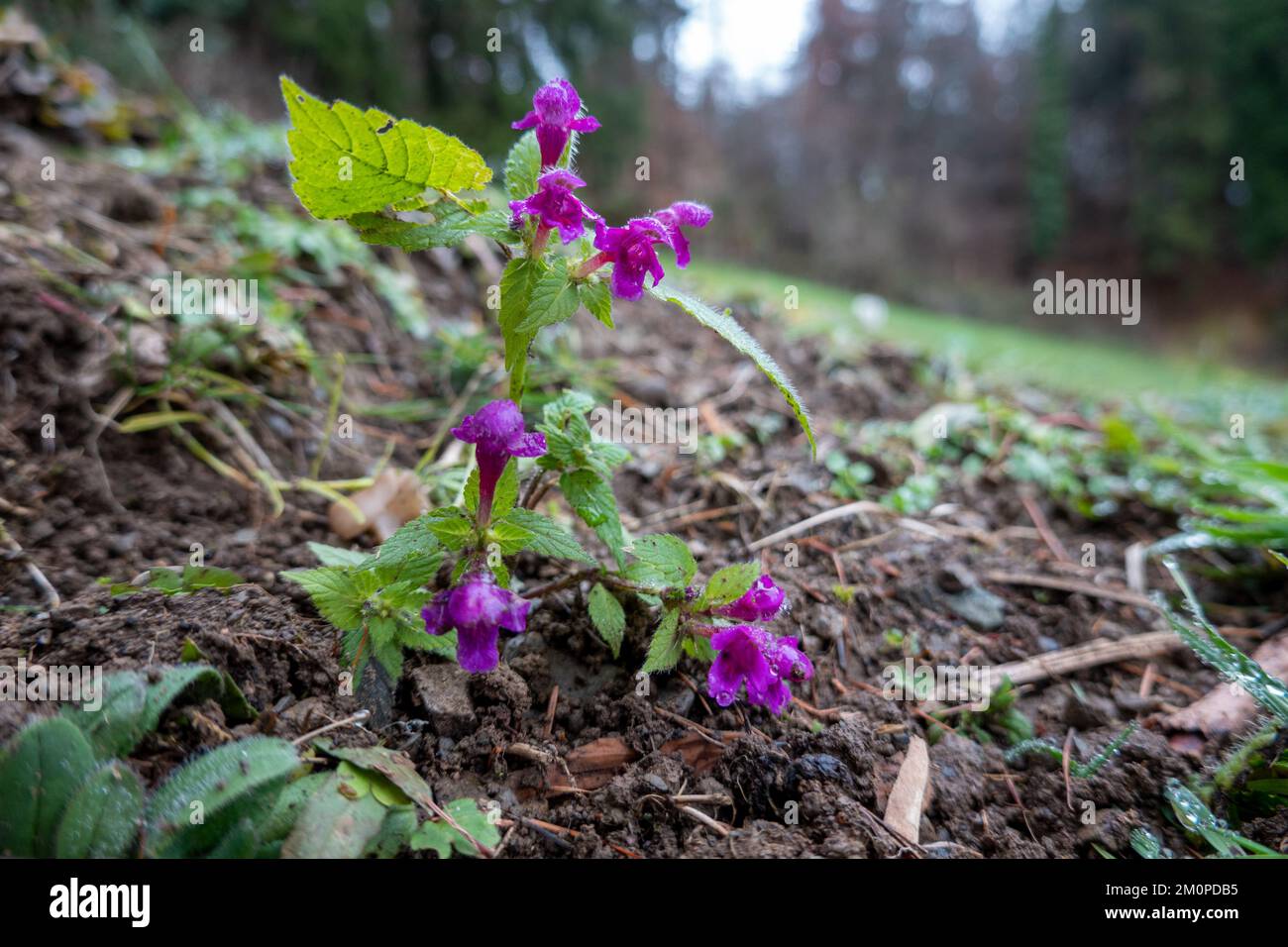 Lamium purpureum . Purpurrote Taubnessel im Winter . Purple dead-nettle in winter Stock Photo