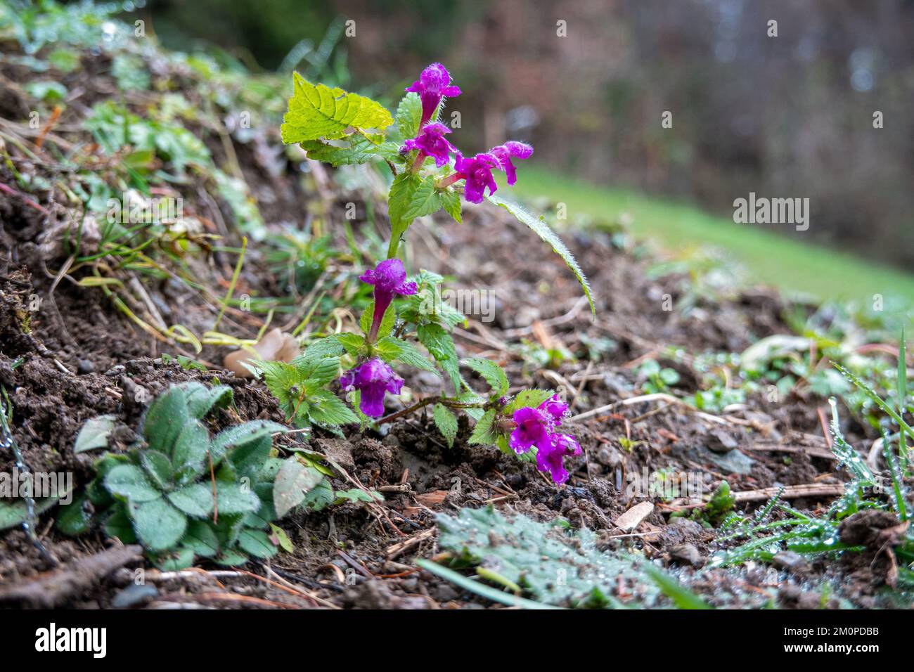 Lamium purpureum . Purpurrote Taubnessel im Winter . Purple dead-nettle in winter Stock Photo