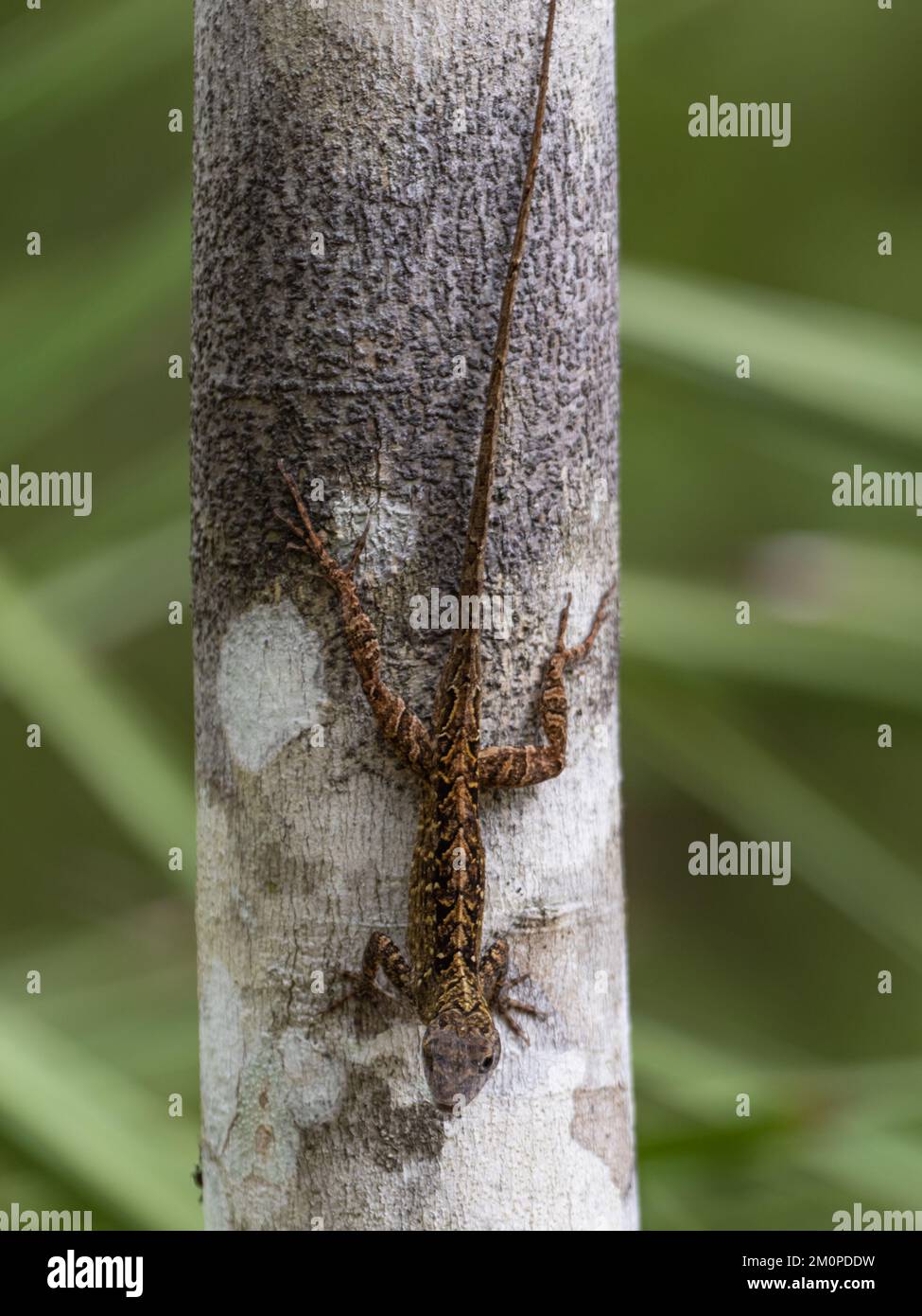 A brown anole lizard, Anolis sagrei, also known as Cuban brown anole, or De la Sagra's anole. Stock Photo
