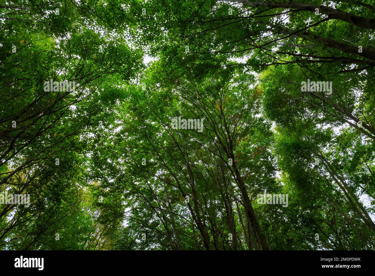Forest view. Lush forest background. Carbon neutrality or carbon net zero concept. Stock Photo