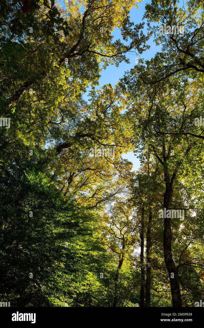 Carbon net zero or carbon neutrality vertical concept photo. Forest view. Trees and forest. Stock Photo
