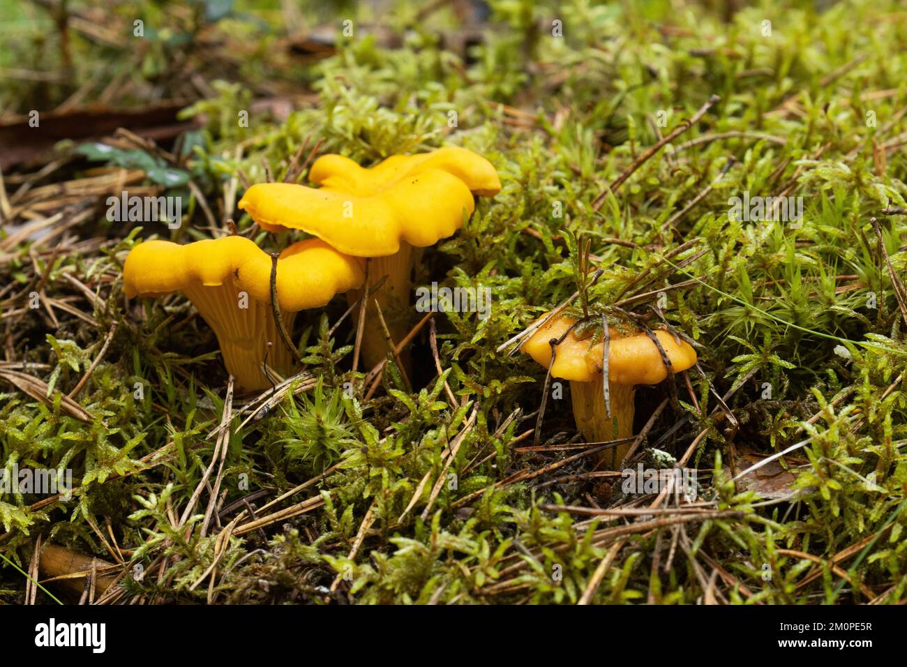 A closeup of three yellow Golden chanterelle growing in the middle of