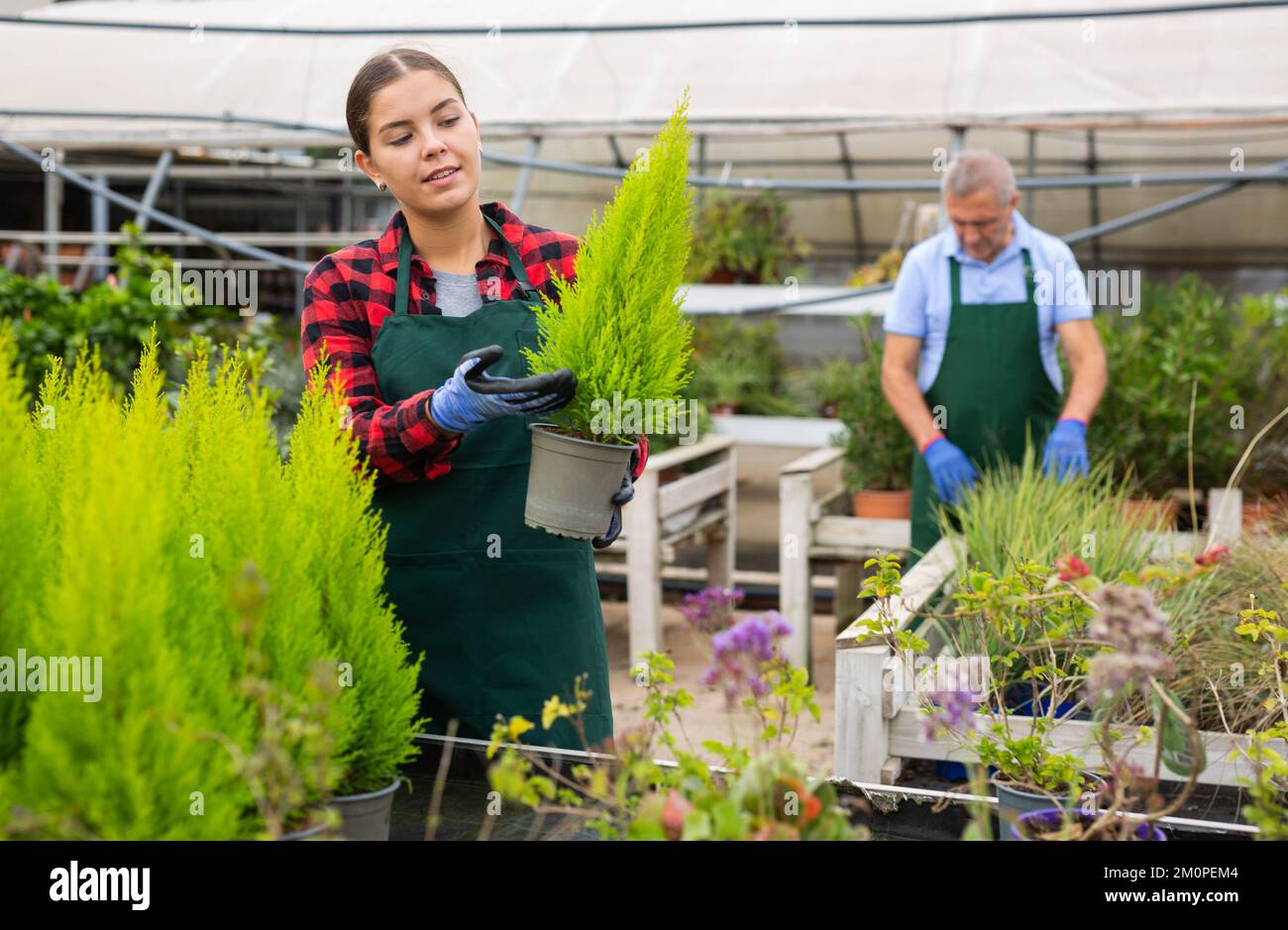 Positive female florist in uniform holding pot with Cupressus Goldcrest Wilma in greenhouse Stock Photo