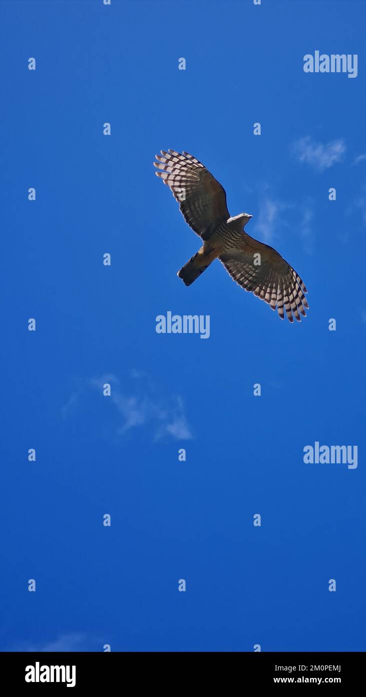A low angle shot of Pacific baza (Aviceda subcristata) flying against a blue sky Stock Photo