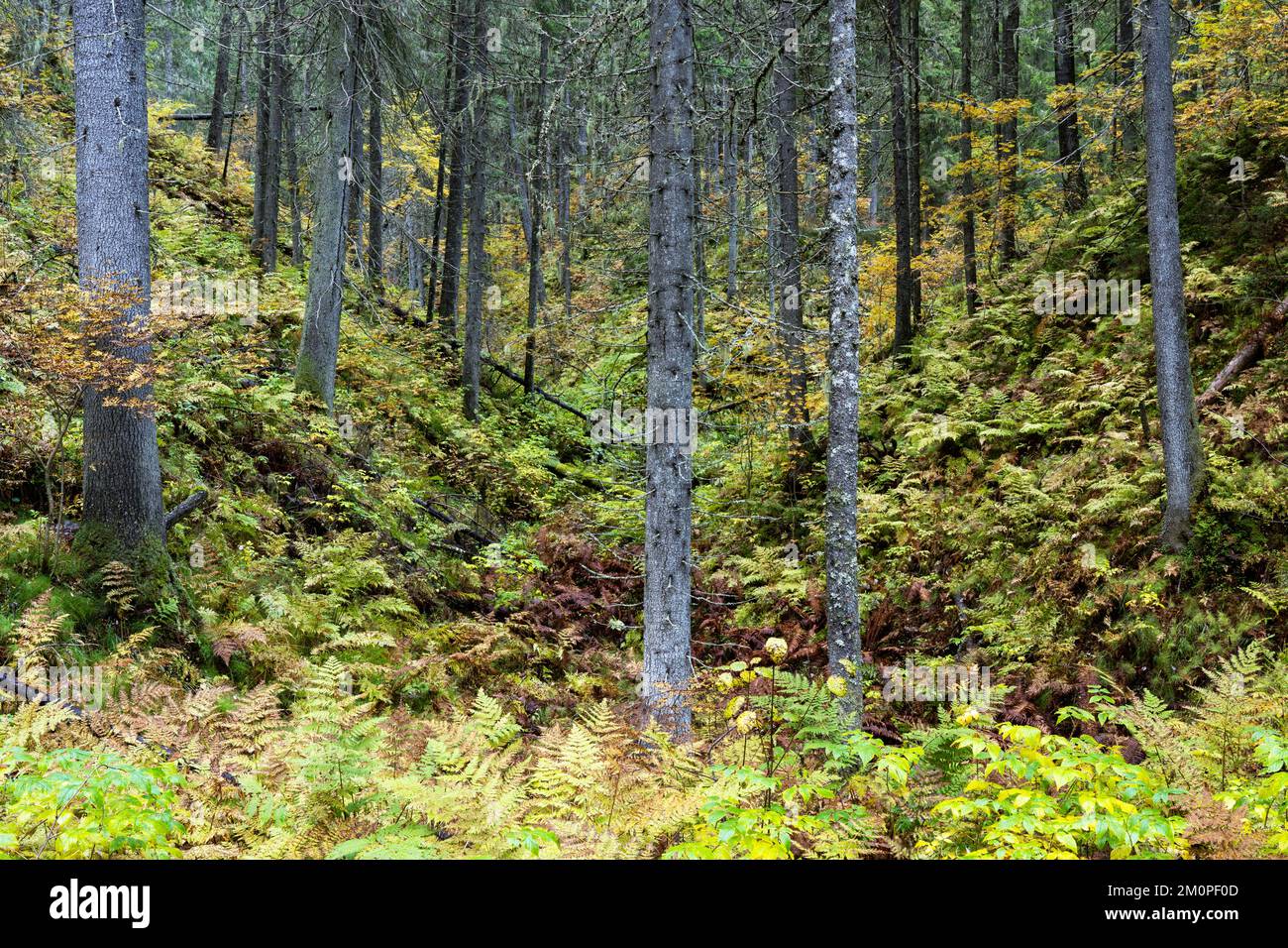 An old-growth forest growing in a valley in Northern Finland near Kuopio Stock Photo