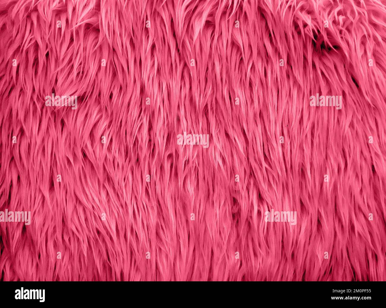 long fluffy fur background. viva magenta Stock Photo