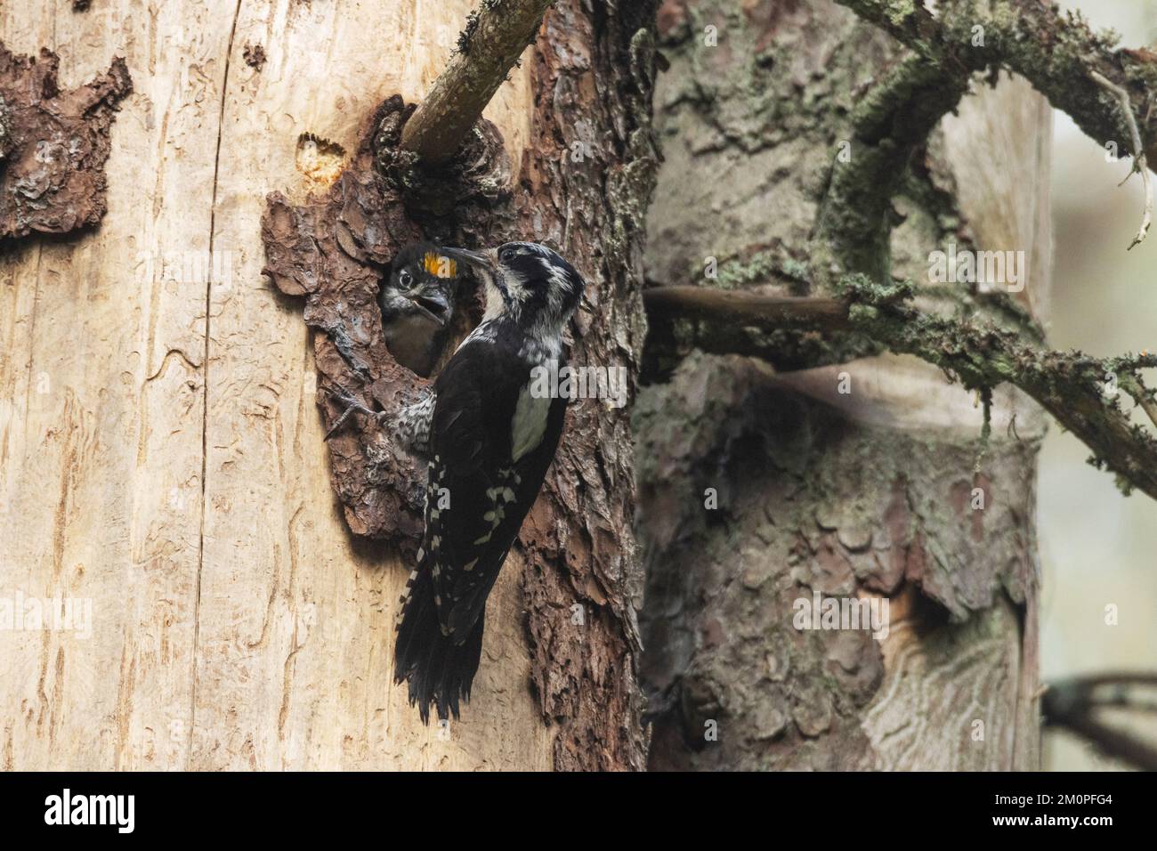 Three-toed woodpecker feeding chicks inside of an old Spruce trunk in an old-growth forest in Estonia Stock Photo