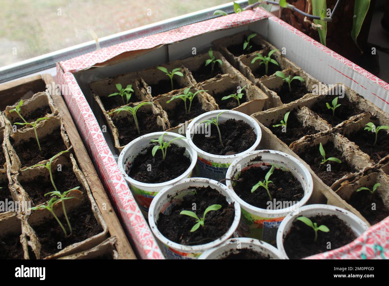 Growing seedlings on the windowsill window. Raasada tomatoes of cabbage