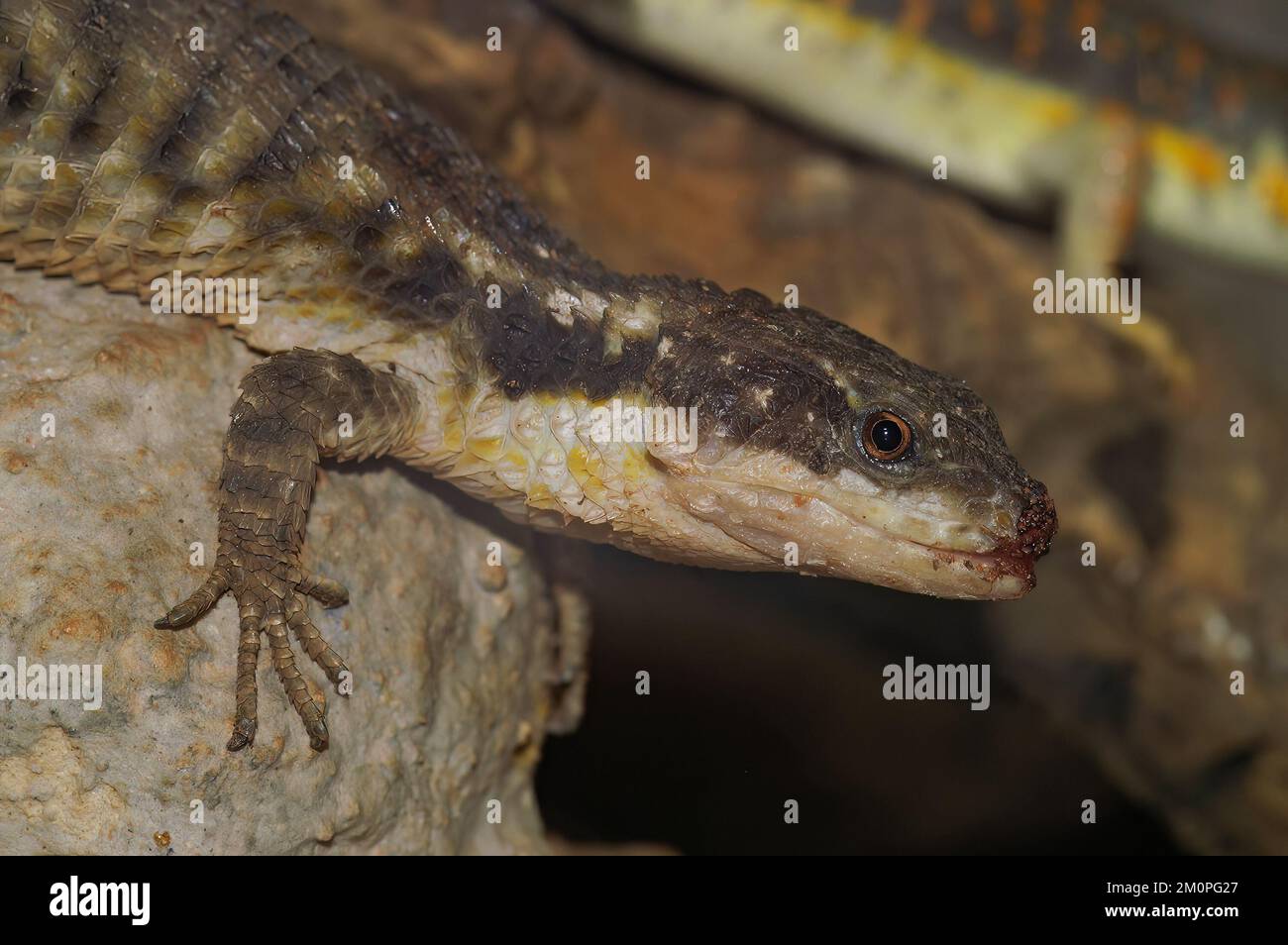 A closeup of an East African spiny-tailed lizard on rocks in a zoo with a blurry background Stock Photo