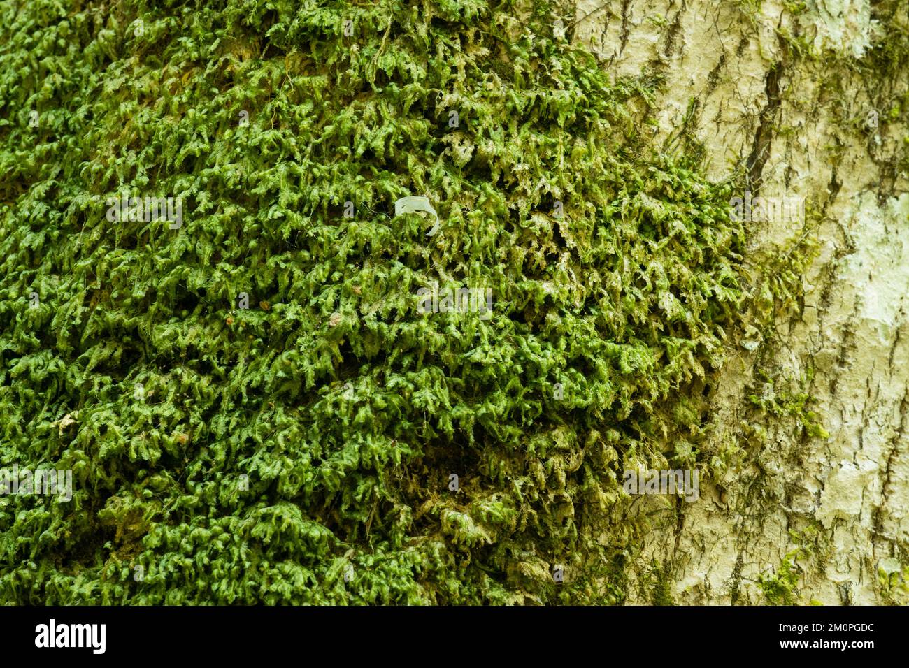Close-up of a Homalia trichomanoides moss growing on a broadleaved tree in a summery Latvian old-growth forest Stock Photo