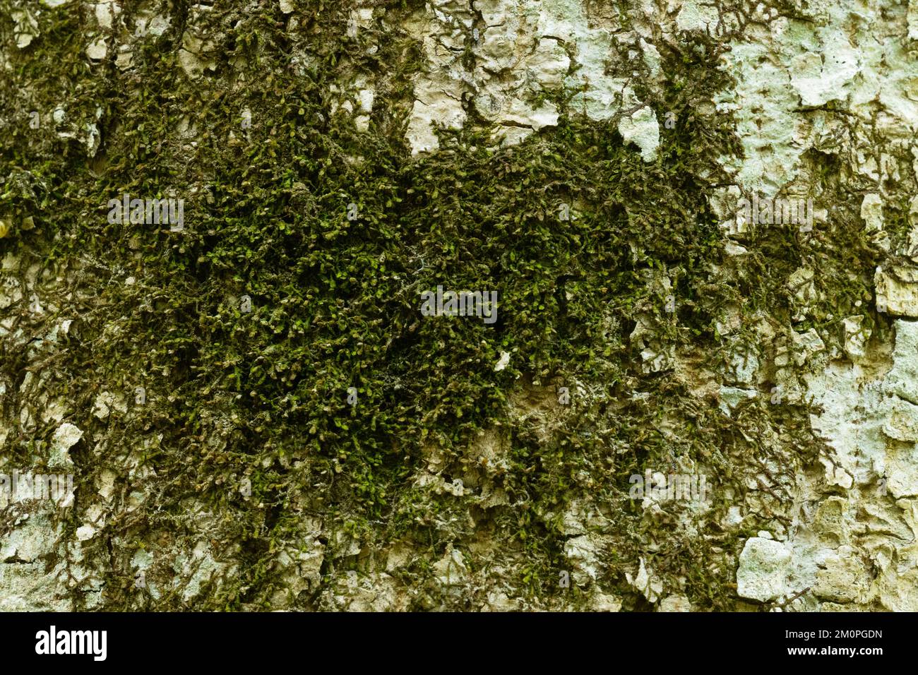 A close-up of a species of liverwort, the Dilated scalewort growing on a broadleaved tree trunk in an old-growth forest in Latvia, Europe Stock Photo
