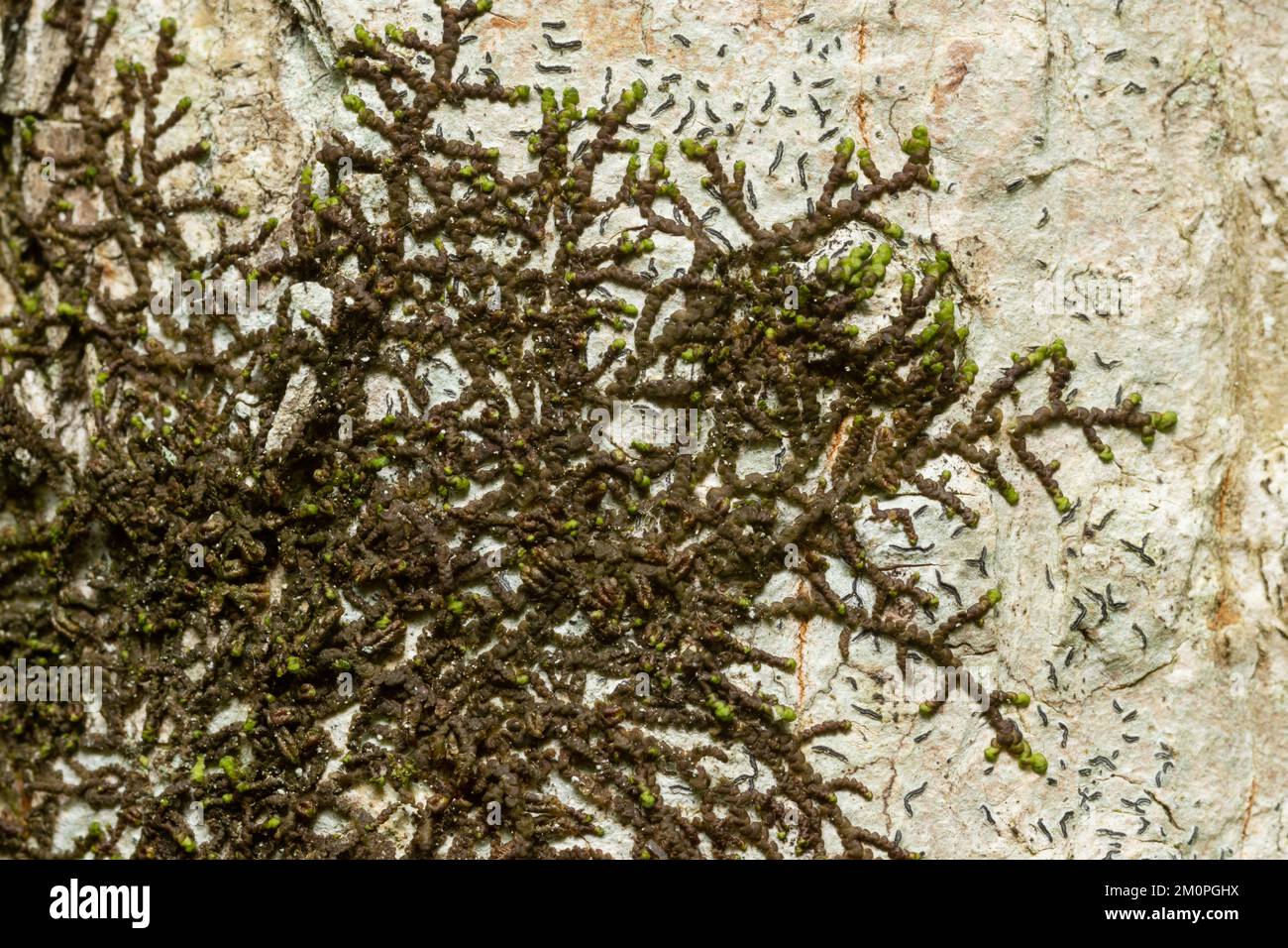 A close-up of a species of liverwort, the Dilated scalewort growing on a broadleaved tree trunk in an old-growth forest in Latvia, Europe Stock Photo