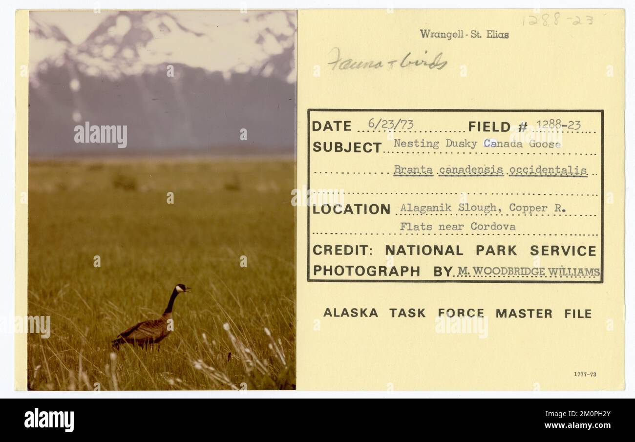 Nesting Dusky Canada Goose Branta canadensis occidentalis. Alaska Task