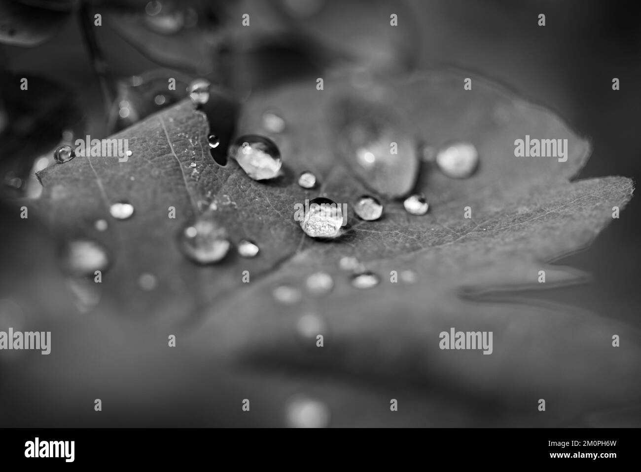 A grayscale macro shot of water drops on leaf Stock Photo