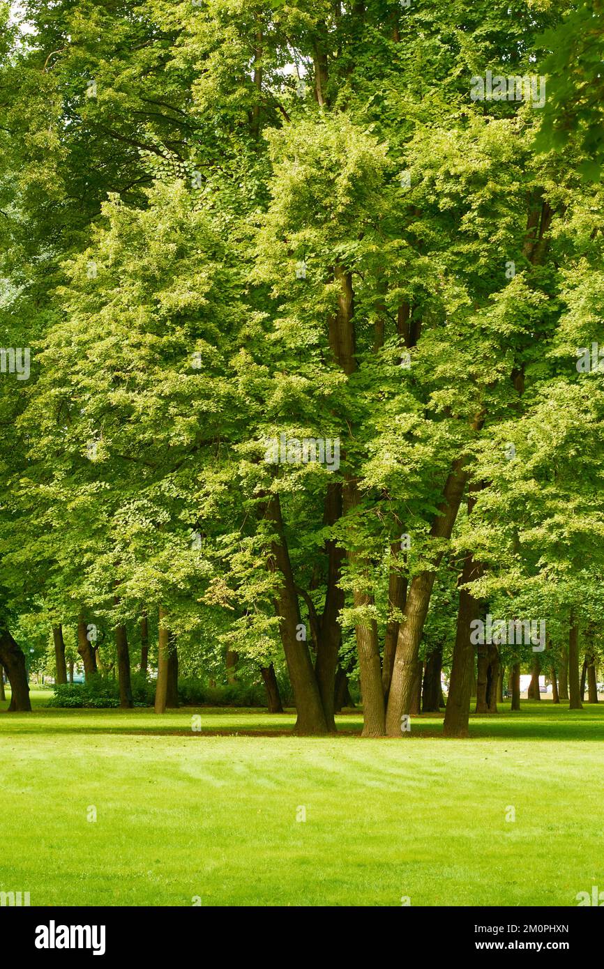 Trees and green lawn with blue sky at the public park. Green city park ...