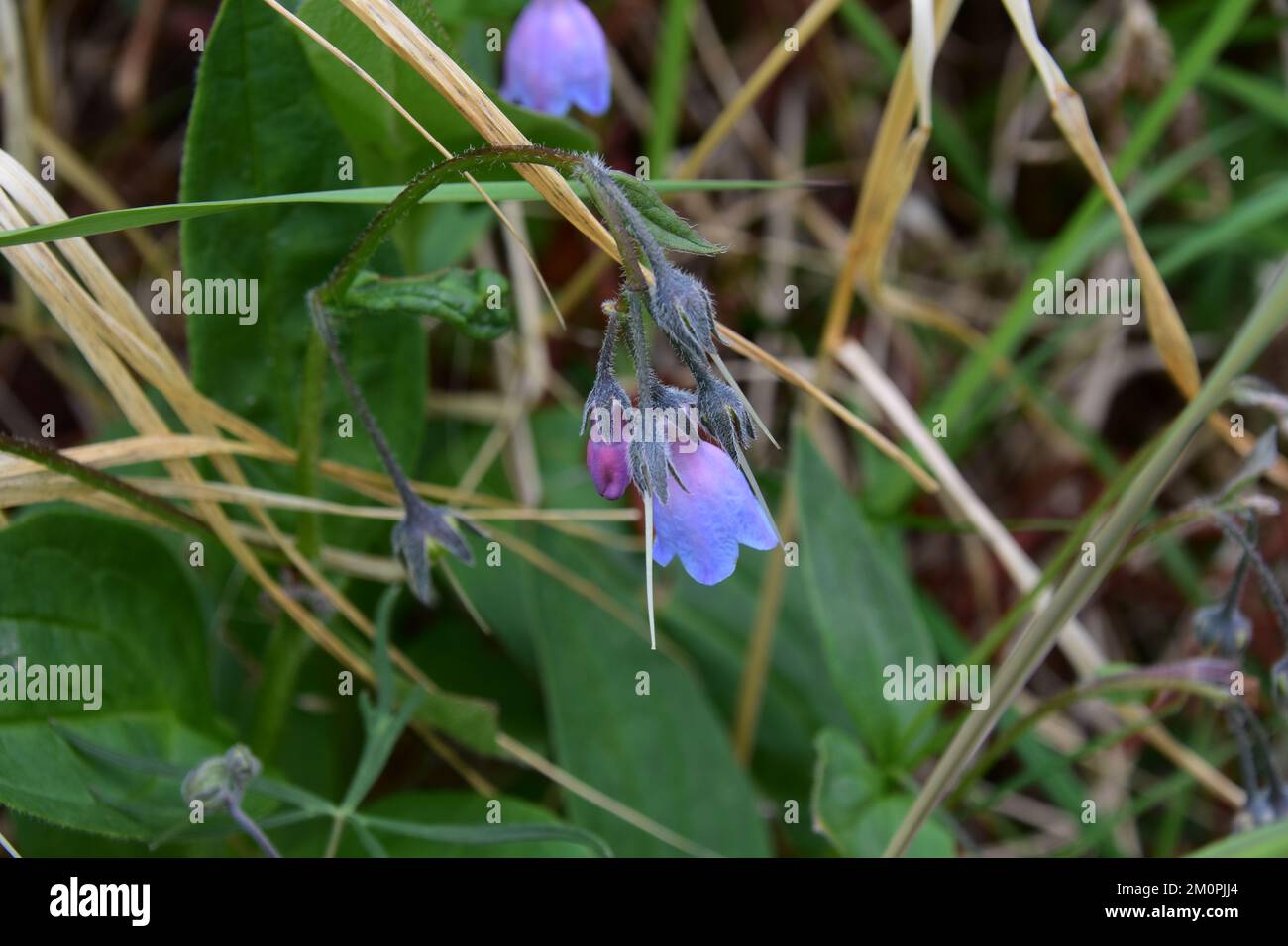 Wild flowers of alaska hi-res stock photography and images - Alamy