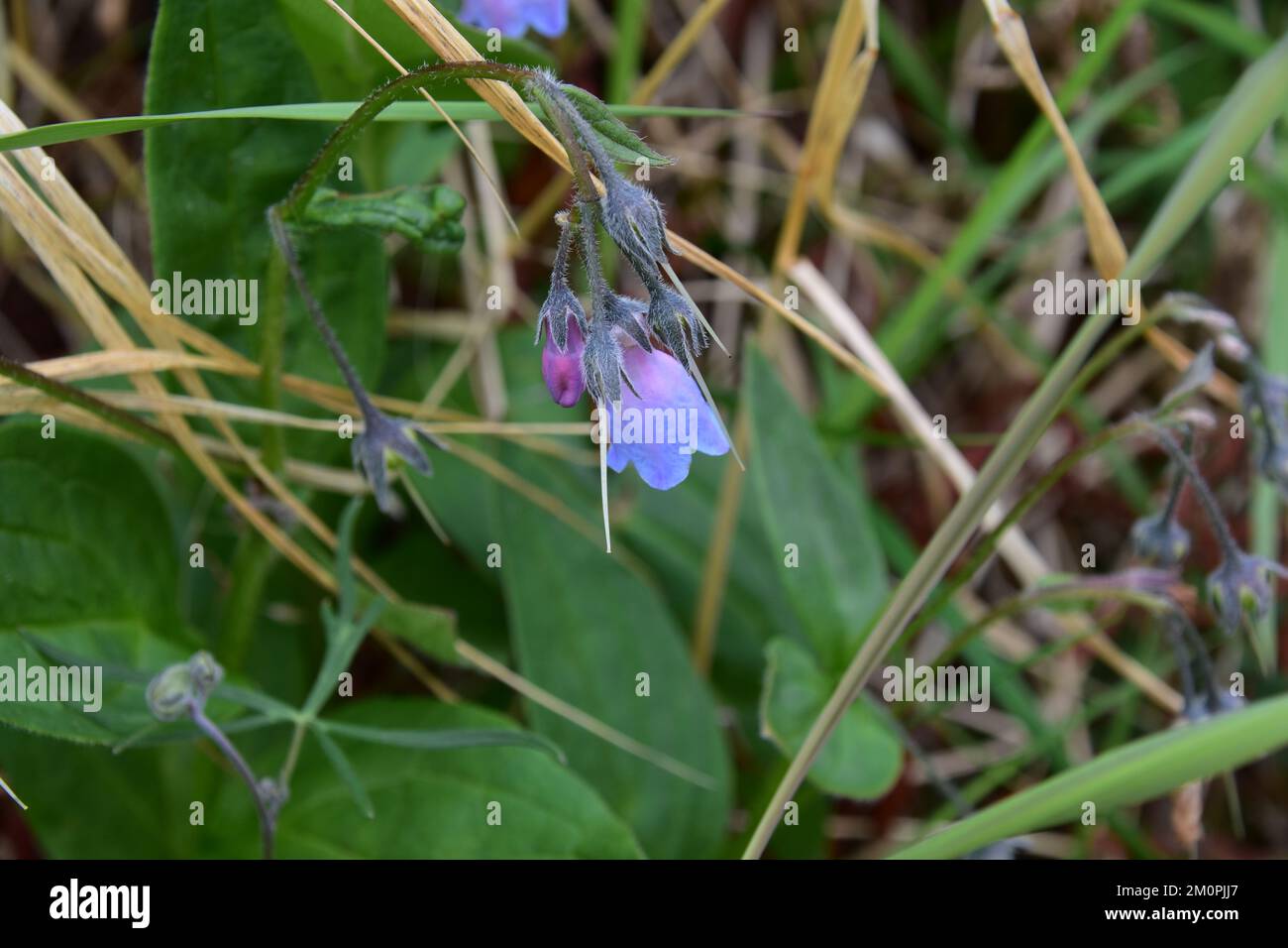 Wild flowers of alaska hi-res stock photography and images - Alamy