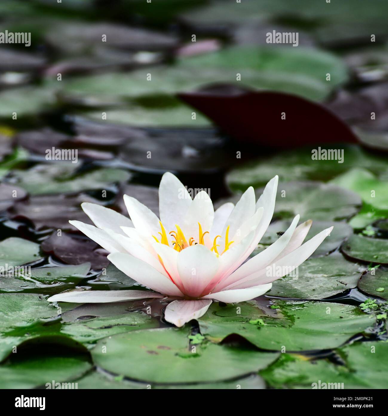 Water lily in lake Stock Photo - Alamy