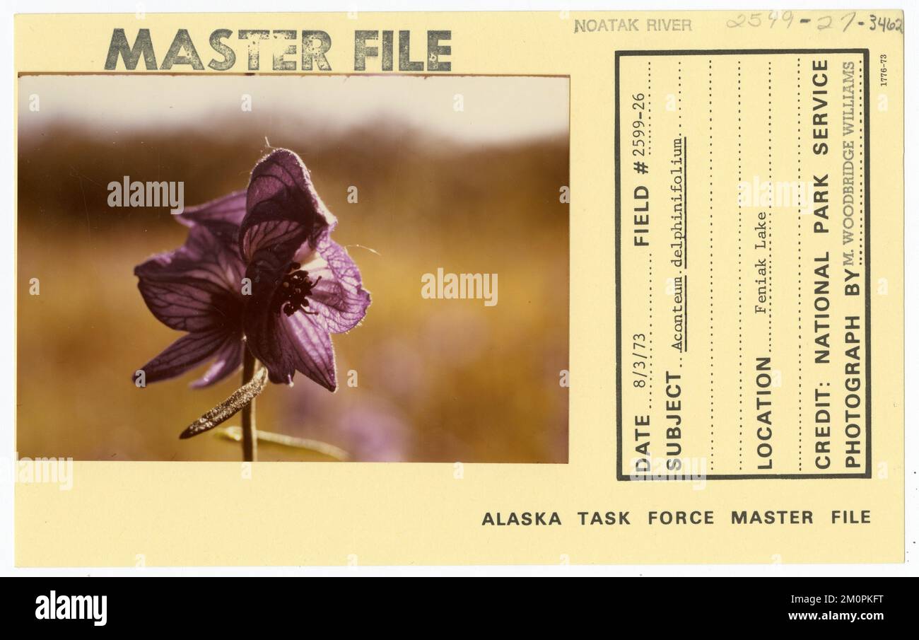 Acontium delphinifolium. Alaska Task Force Photographs Stock Photo