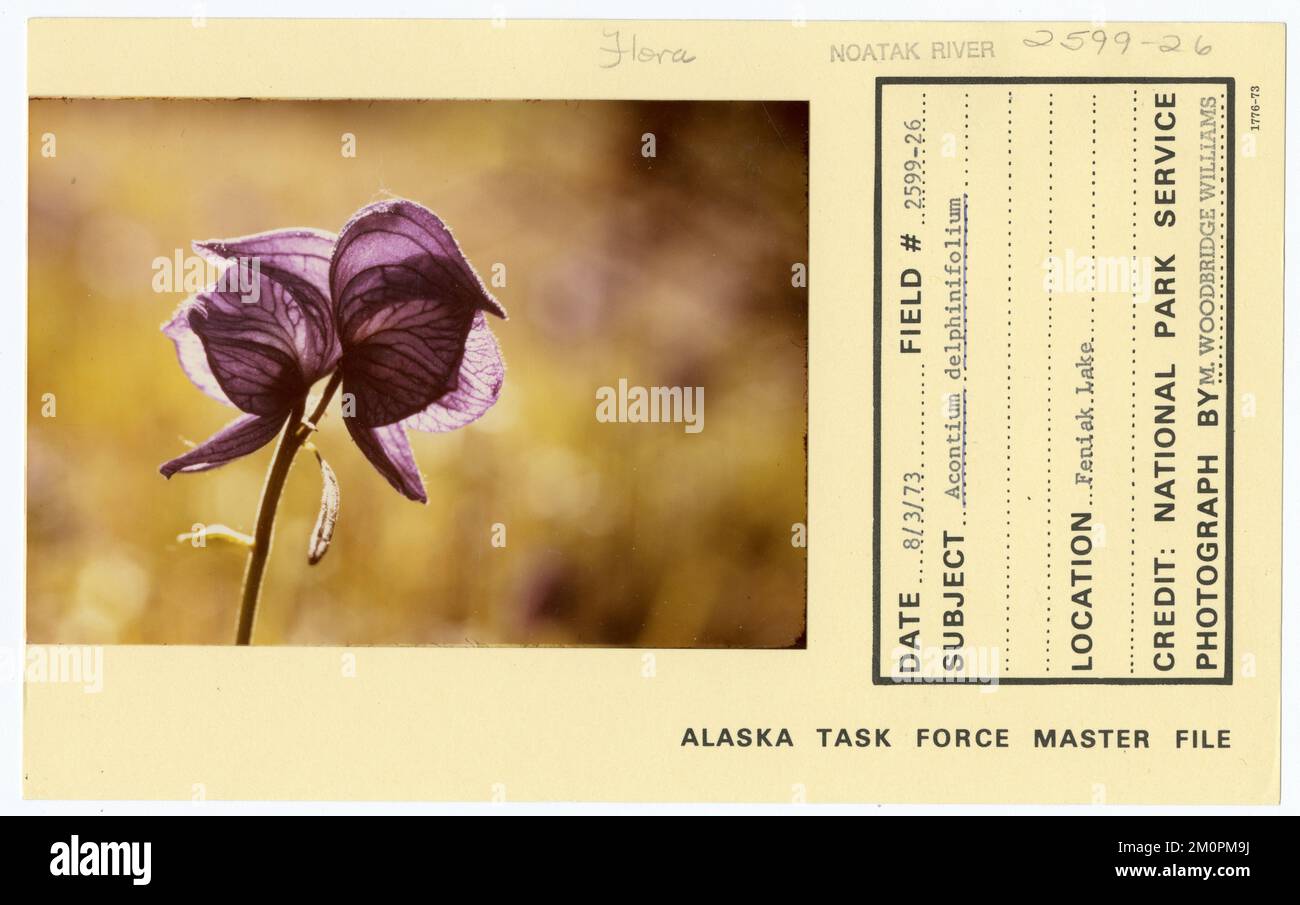 Aconitum delphinifolium. Alaska Task Force Photographs Stock Photo