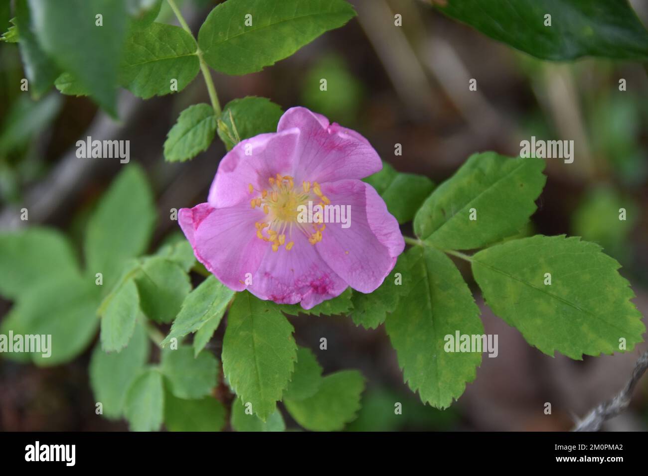 Pink wild blooming flowers hi-res stock photography and images - Alamy