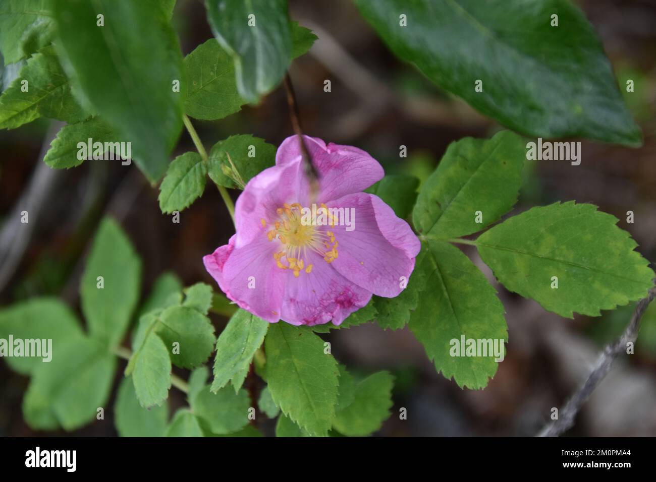 Pink wild blooming flowers hi-res stock photography and images - Alamy
