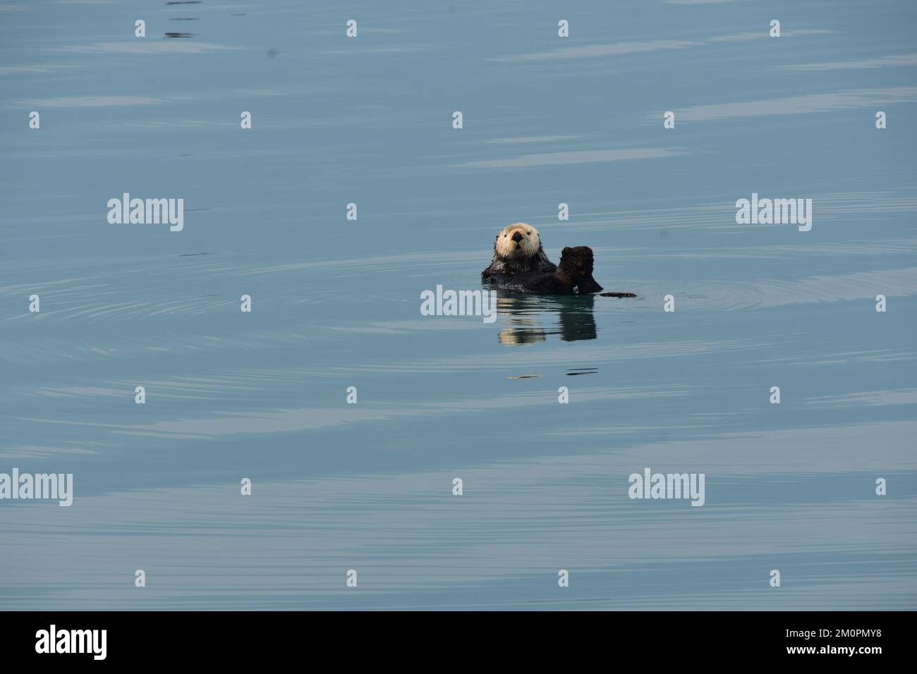 Sea Otter floating in the Arctic Ocean Stock Photo Alamy