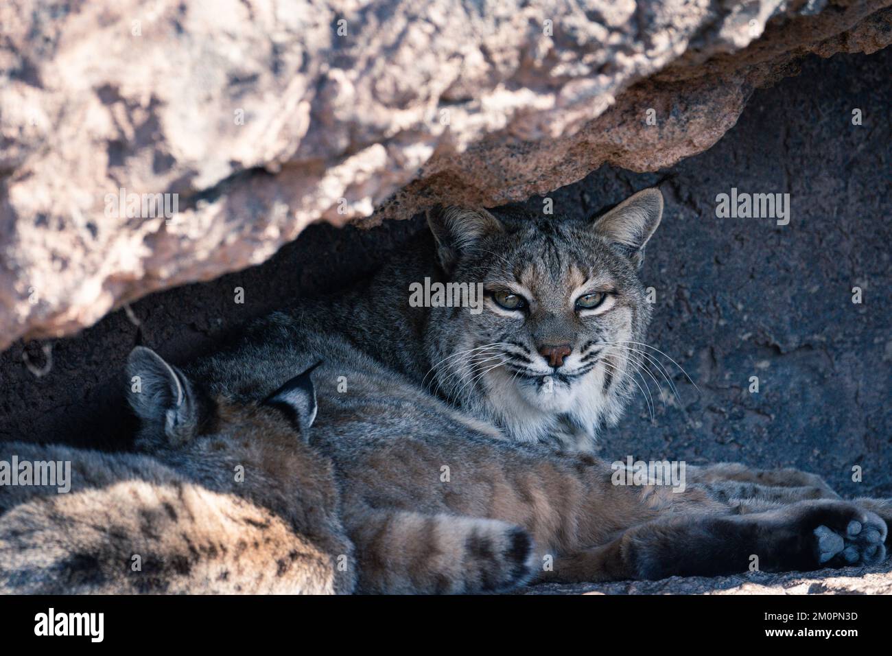 Bobcat at ArizonaSonora Desert Museum in Tucson, Arizona Stock Photo