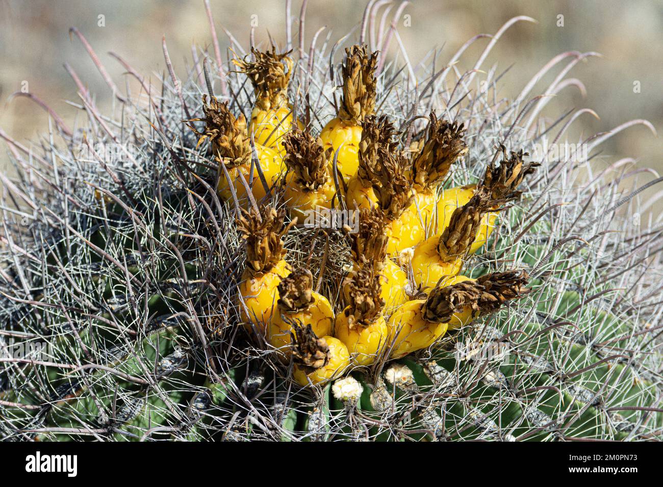 Cactus at ArizonaSonora Desert Museum in Tucson Stock Photo Alamy