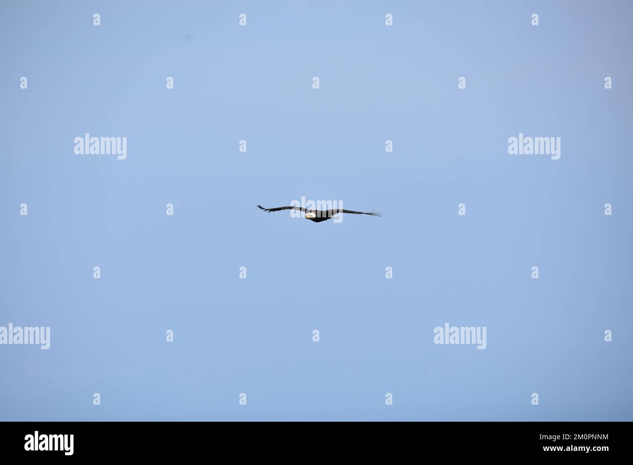 Bald eagle in flight against bright blue sky Stock Photo