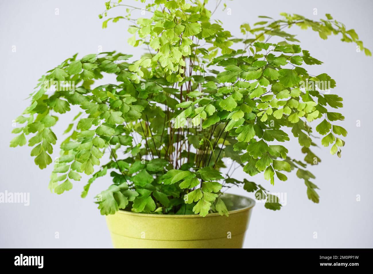Maidenhair fern, Adiantum, house plant, pot plant, home decor Stock Photo